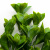 Трава искусственная -1, шт (эвкалипт лист 32 см/8 см)				 - купить в Коврове. Цена: 169.93 руб.
