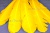 Декоративный Пучок из перьев, перо 23см/желтый - купить в Коврове. Цена: 12.19 руб.