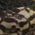 Кружевное полотно XD LACE 1-4, 80 гр/м2, шир.150см, цвет чёрный - купить в Коврове. Цена 248.45 руб.